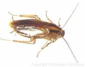 Picture of German Cockroach